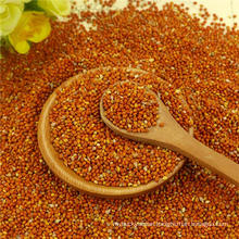 China Origin Red Millet In Husk with types of grains for wholesale